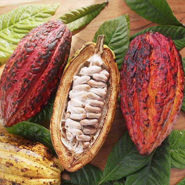 Cacaowinning