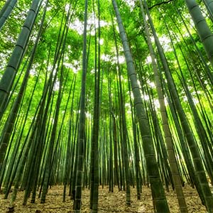 3 redenen waarom investeren in bamboe een goed idee is
