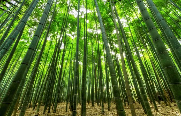 3 redenen waarom investeren in bamboe een goed idee is